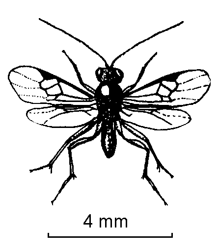 Parantl Insect Parasitoids - Books