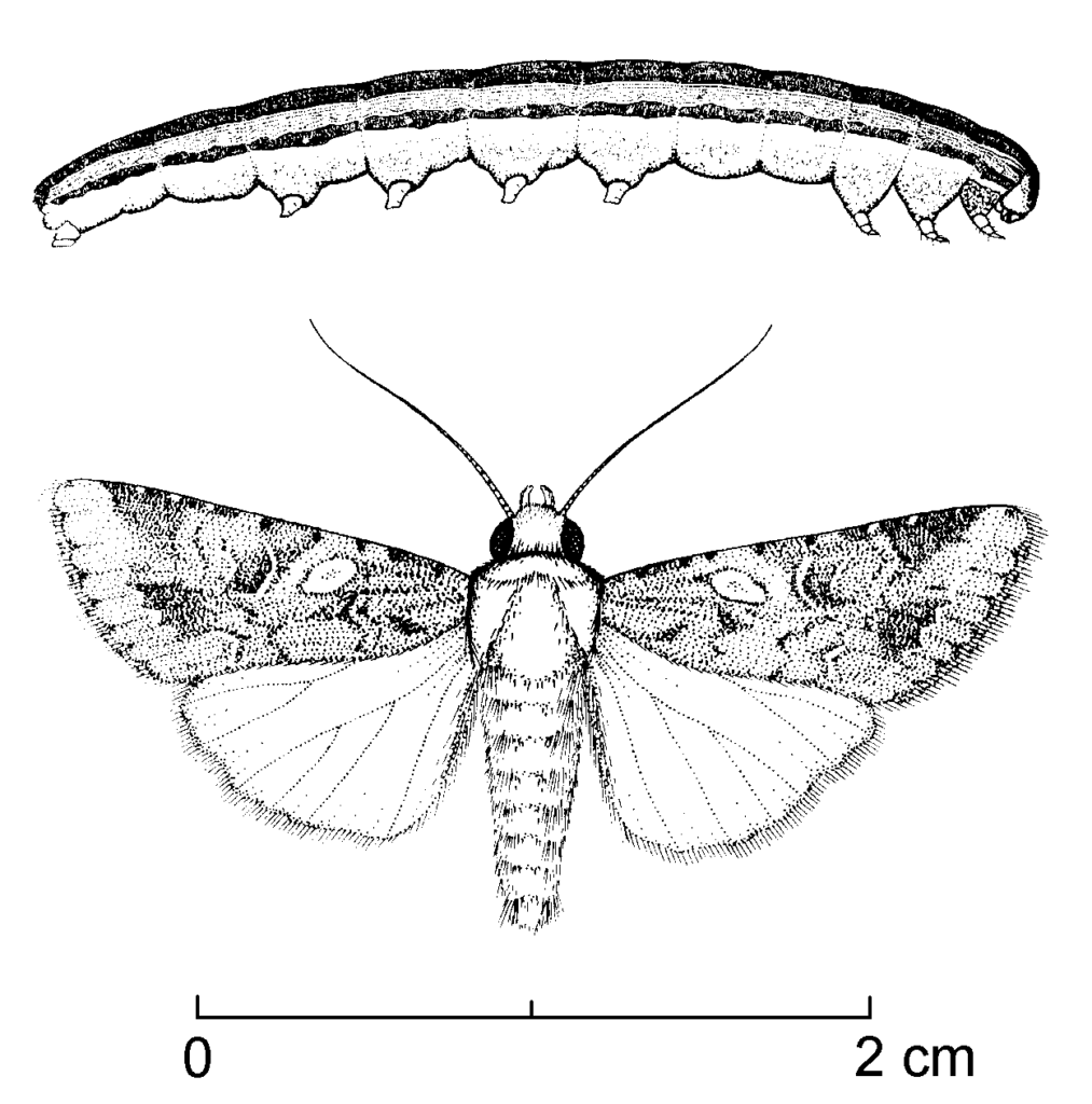 Spodoptera exempta (Walker) - African Armyworm